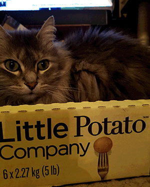 peeking out of a 'Little Potato Company' box